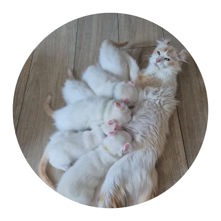 Chatte avec ses chatons