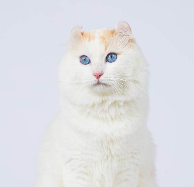 Neko de Lady Curl