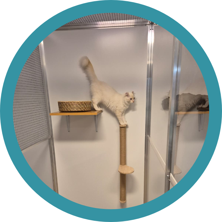 Photo de chat dans une cage jouant sur un arbre à chat