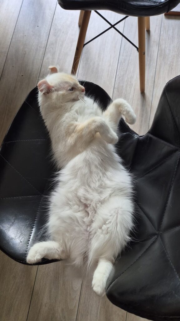 Chatte enceinte